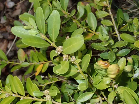 Buchs (Buxus sempervirens)
