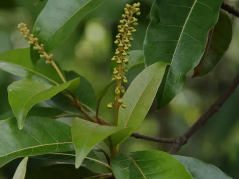 Byrsonima spicata (Byrsonima spicata)