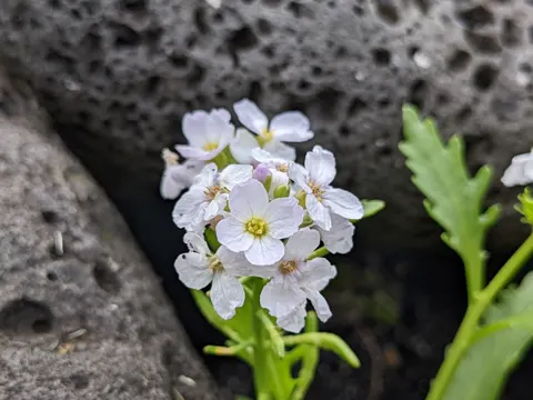 Cakile arctica (Cakile arctica)
