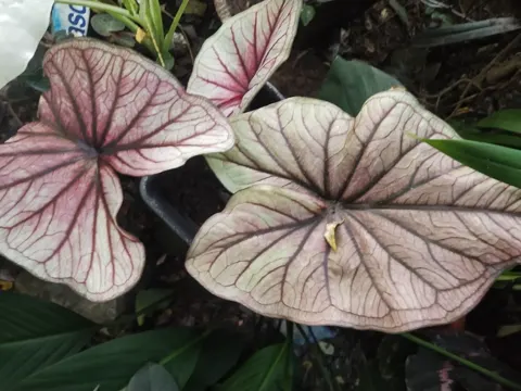 Caladium (Caladium bicolor)