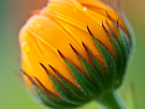 Pot Marigold