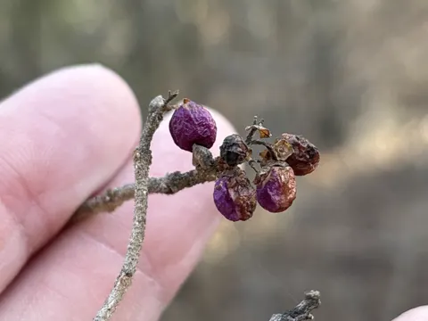 American Beautyberry
