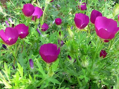 Purpur-Malvenrose
