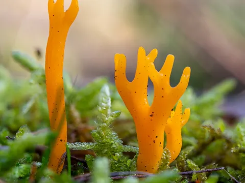 Jelly Antlers