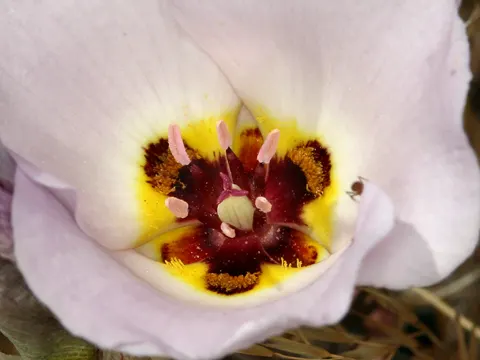 Schlanke Mariposa-Lilie (Calochortus flexuosus)