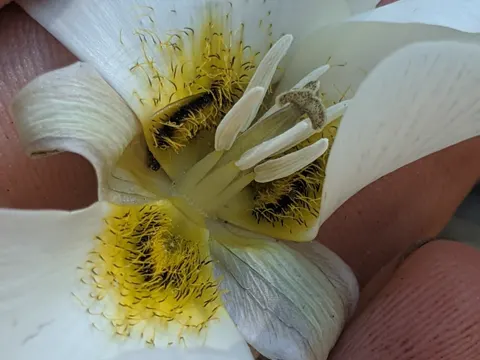 Mariposa-Lilie (Calochortus leichtlinii)