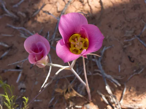 Sego-Lilie (Calochortus nuttallii)