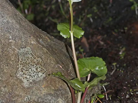 Alpine Marsh Marigold (Caltha leptosepala)