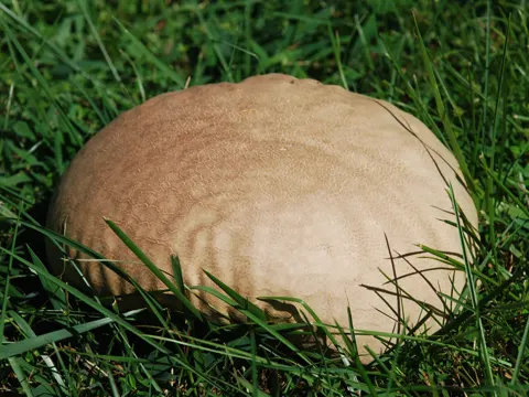Calvatia cyathiformis