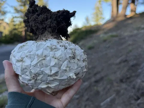 Calvatia sculpta (Calvatia sculpta)