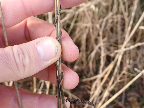 Hedge Bindweed