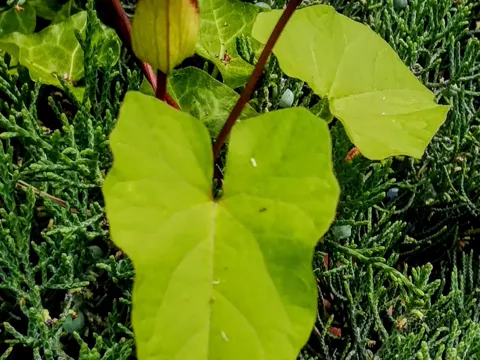 Large Bindweed