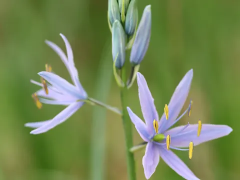 Große Camas (Camassia leichtlinii)