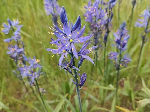 Prärielilie (Camassia quamash)