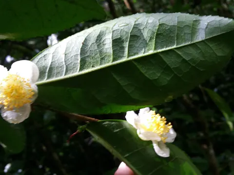 Teepflanze (Camellia sinensis)