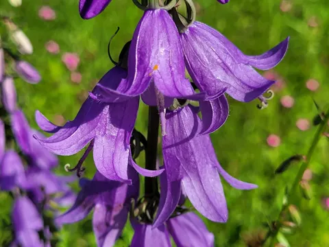 Acker-Glockenblume