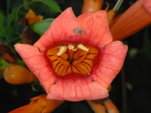 Trompetenblume (Campsis radicans)