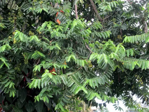 Ylang-Ylang (Cananga odorata)