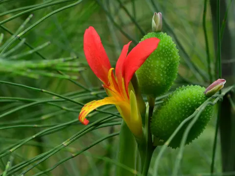 Blumenrohr (Canna indica)