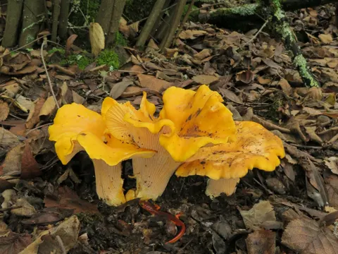 Kalifornischer Pfifferling (Cantharellus californicus)