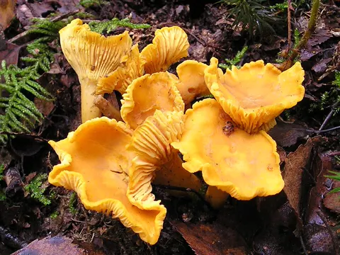 Golden Chanterelle