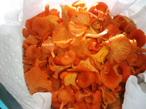 Zinnoberroter Pfifferling
