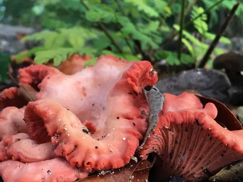 Pfifferling (Cantharellus coccolobae)