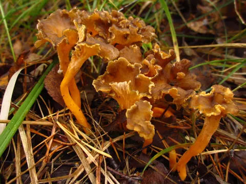 Golden Chanterelle (yellow Foot)