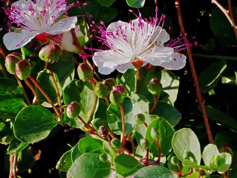Kapernstrauch (Capparis spinosa)