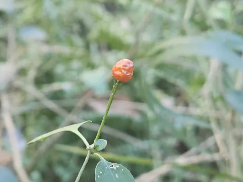 Paprika (Capsicum annuum)