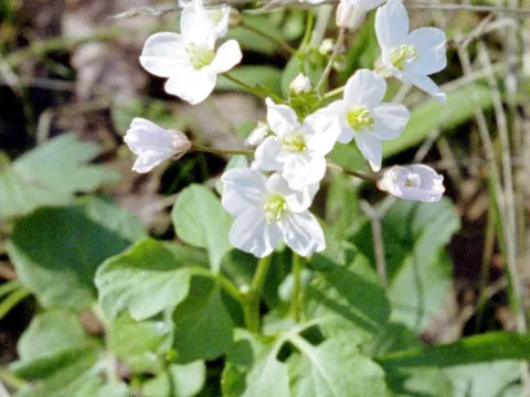 California Toothwort (Cardamine californica)