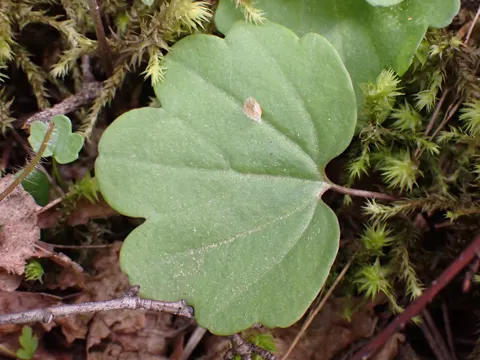 Cardamine nuttallii (Cardamine nuttallii)