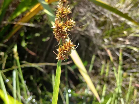 Carex esculenta