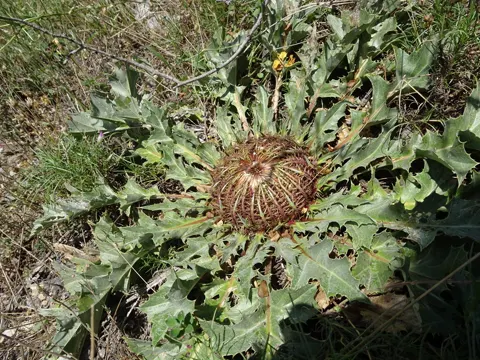 Silberdistel (Carlina acanthifolia)