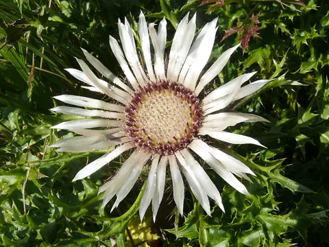 Carline Thistle (Carlina acaulis)