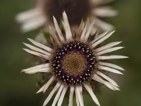 carline thistle
