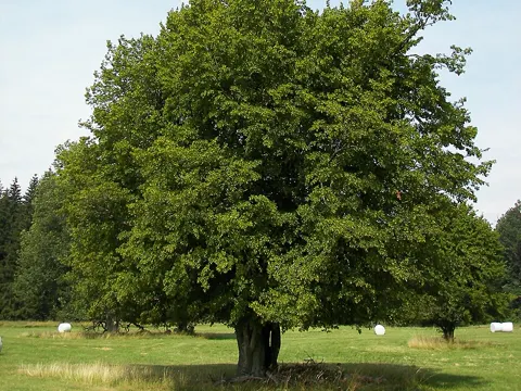 Hornbeam