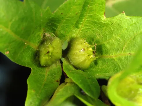 American Hornbeam (Carpinus caroliniana)