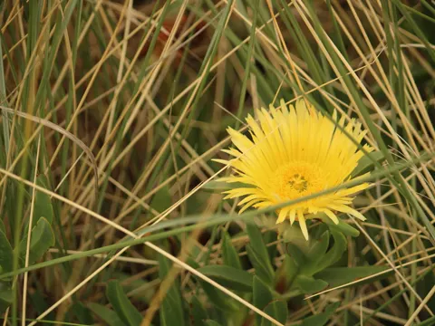 Hottentot Fig