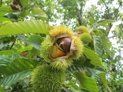 Chinesische Kastanie (Castanea mollissima)