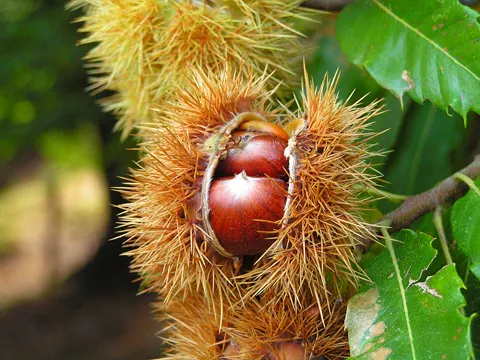 Sweet Chestnut
