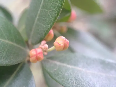 Castela coccinea (Castela coccinea)