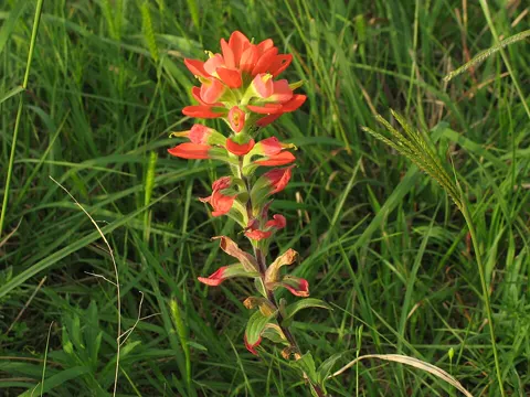 Entireleaf Indian Paintbrush