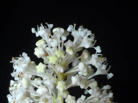 Amerikanischer Säckelblume (Ceanothus americanus)