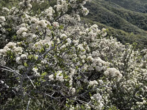 Keilblättriger Ceanothus (Ceanothus cuneatus)