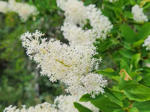 Ganzrandiger Ceanothus (Ceanothus integerrimus)