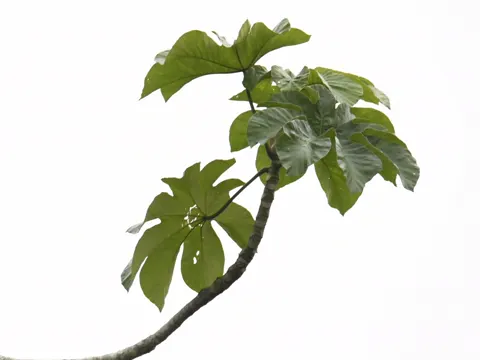Cecropia membranacea (Cecropia membranacea)