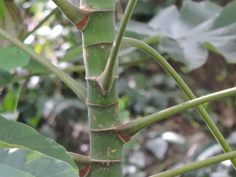Cecropia peltata (Cecropia peltata)