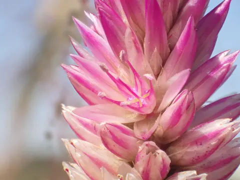 Federbusch (Celosia argentea)