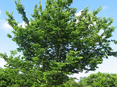 Amerikanischer Zürgelbaum